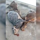 Видео с мертвыми животными на территории комплекса по переработке мяса возмутило уральцев