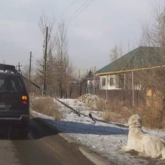 «Пена изо рта»: Очередной живодер привязал собаку к машине
