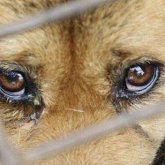 Живодеры привязали собаку к внедорожнику и тащили на веревке в метель в Нур-Султане