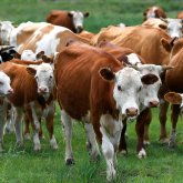 "Лишней земли нет": фермер из ВКО утверждает, что нет поддержки для животноводов