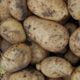 Что стало с ценами на картофель в Казахстане за ночь