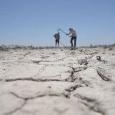 «Посевы риса на грани высыхания»: казахстанские аграрии бьют тревогу