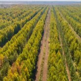 Посадка 2 млрд деревьев: Алихан Смаилов заявил о риске для масштабного проекта