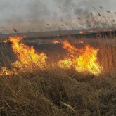 Сухостой загорелся в окрестностях Актобе