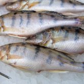 Ввести запрет на вывоз отдельных видов рыбы планируют в Казахстане
