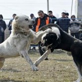 Сохранить или убить? Директор центра казахских пород собак участвовал в боях животных