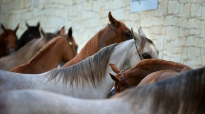 В Мангистауской области от голода погибли более 1000 лошадей. А куда смотрит Минэкологии?