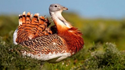 Арабским шейхам разрешили убивать краснокнижных птиц в Казахстане
