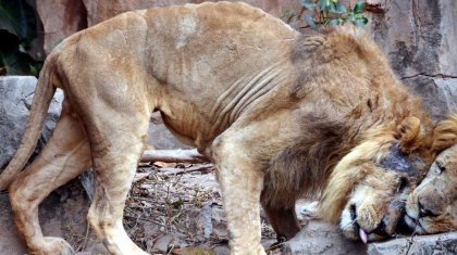 "Концлагерь": общественники ужаснулись зоопарком в Шымкенте, на реконструкцию которого ушел 1 млрд