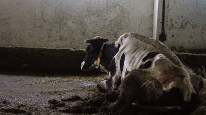Фермеры Жамбылской области страдают от массового падежа скота