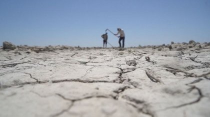 «Посевы риса на грани высыхания»: казахстанские аграрии бьют тревогу