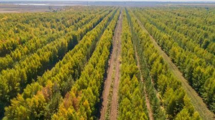 Посадка 2 млрд деревьев: Алихан Смаилов заявил о риске для масштабного проекта