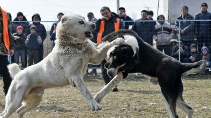 Сохранить или убить? Директор центра казахских пород собак участвовал в боях животных