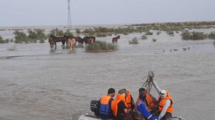 Паводки: в Атырауской области спасено свыше 300 лошадей