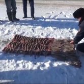 Браконьеры уничтожили сайгаков на 700 млн