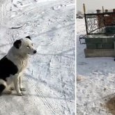 Казахский Хатико несколько месяцев сторожит могилу хозяина