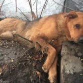 Ради забавы. Нелюди устроили охоту на собаку и щенка близ Нур-Султана