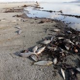 В Иртыше повышенное содержание ртути. Причастен ли Казахстан?