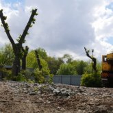 Варварское отношение. Жителей Актау ошарашила вырубка деревьев