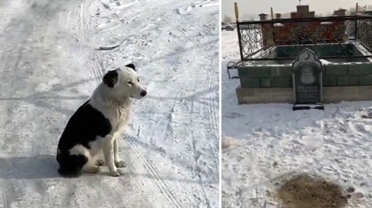Казахский Хатико несколько месяцев сторожит могилу хозяина