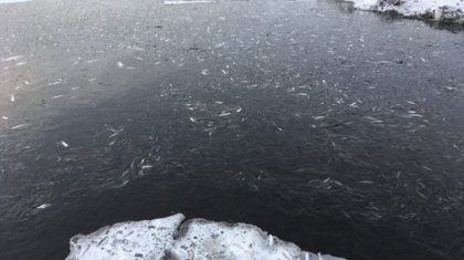 Причину массовой гибели рыбы назвали в Актюбинской области