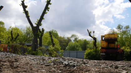 Варварское отношение. Жителей Актау ошарашила вырубка деревьев