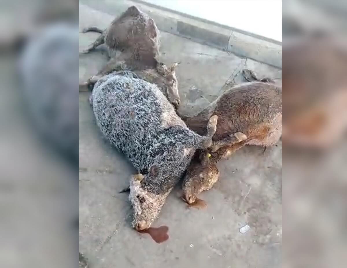 Видео с мертвыми животными на территории комплекса по переработке мяса возмутило уральцев