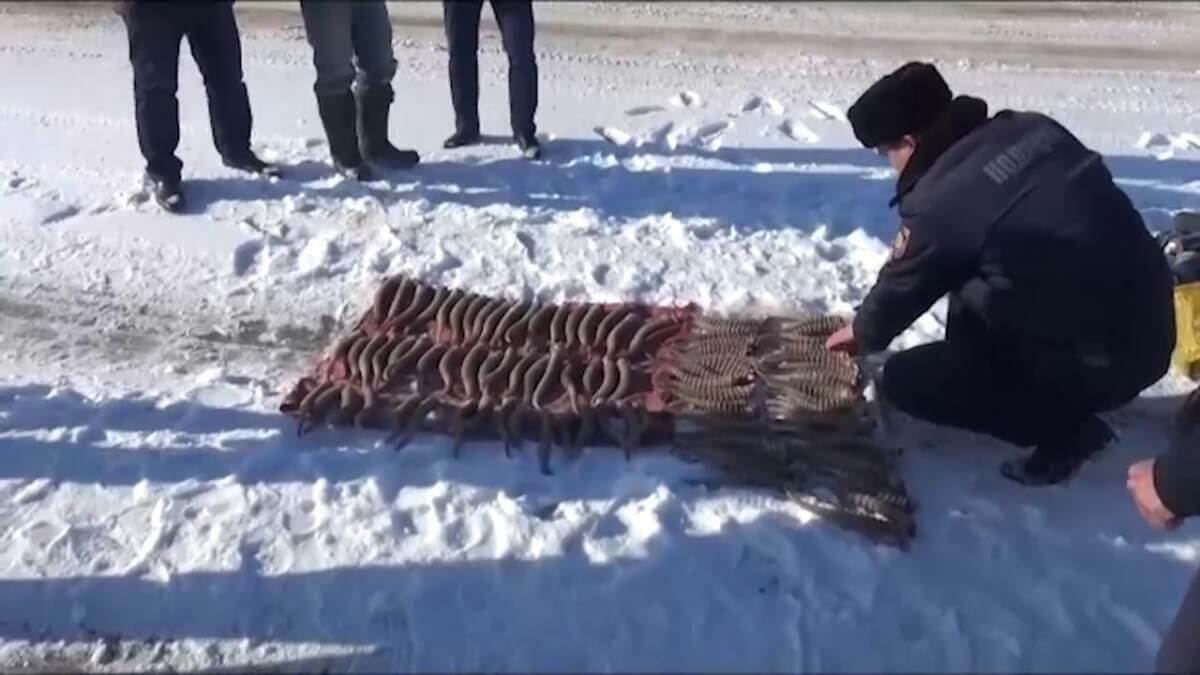Браконьеры уничтожили сайгаков на 700 млн