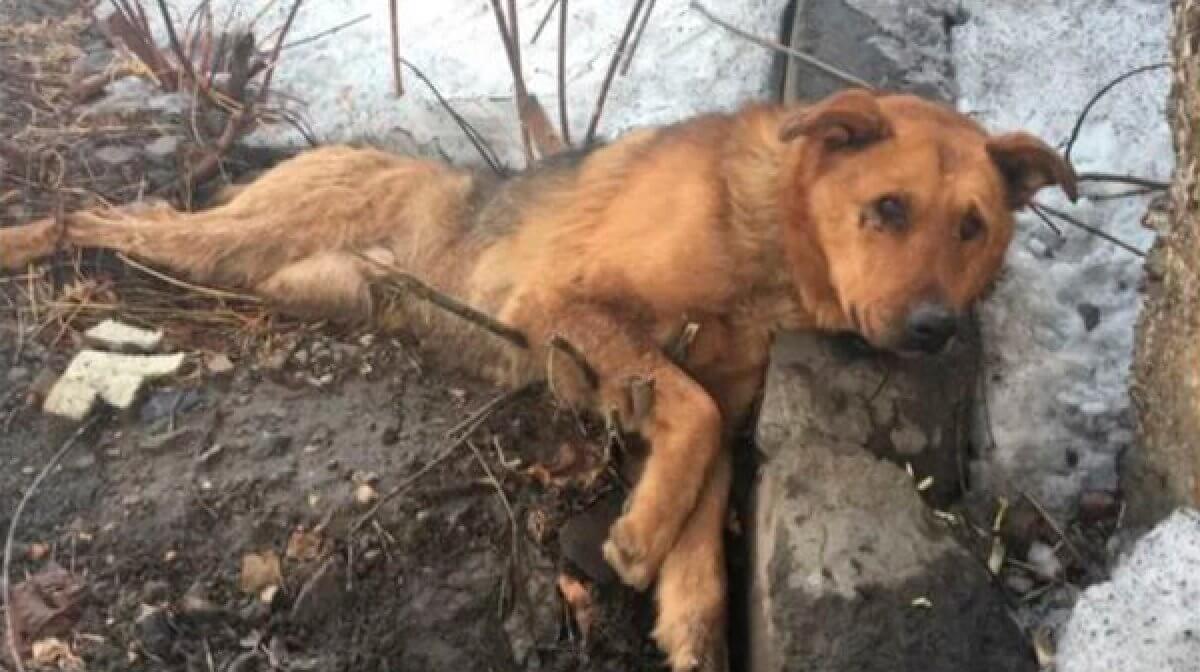 Ради забавы. Нелюди устроили охоту на собаку и щенка близ Нур-Султана
