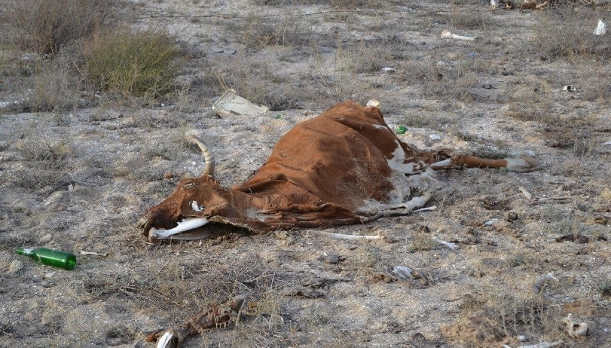 Село близ Семея утопает в строительном мусоре и трупах животных