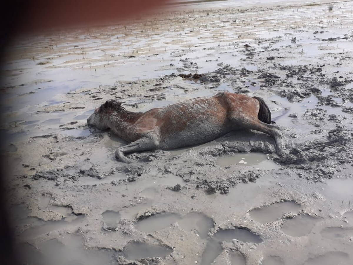 Скот находит свою смерть из-за нехватки воды в Атырауской области
